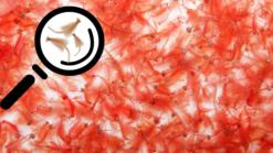 Artemia Brine Shrimp Live