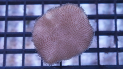 Toadstool Leather Coral: Mini - Indo Pacific, Size Small