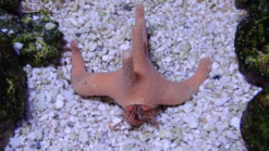 Antler Staghorn Hermit, Size Medium
