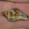Fighting Conch - Indo Pacific, Size Small