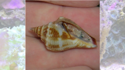 Fighting Conch - Indo Pacific, Size Small