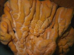Elephant Ear Sponge: Orange - Indo Pacific, Size 2.25 - 3.5 inches