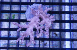 Kenya Tree Coral - Indo Pacific, Size Medium