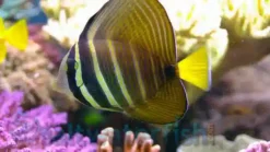 Sailfin Tang - 1.75 - 2.75" - Indo-Pacific