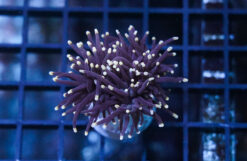 Torch Coral: Black w/ Orange Tips, Size Medium