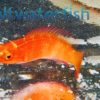 Magma Fairy Wrasse - Indo Pacific, Size 2 - 3 inches
