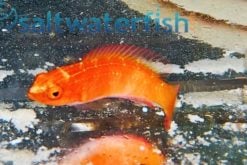 Magma Fairy Wrasse - Indo Pacific, Size 2 - 3 inches