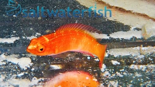 Magma Fairy Wrasse - Indo Pacific, Size 2 - 3 inches
