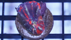 Scolymia "Warpaint" - Australia Aquacultured, Size Small