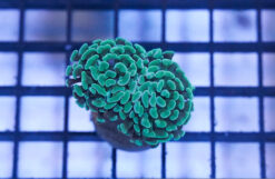 Hammer Coral: Green - Indo Pacific, Size 2.75 - 3.75 inches