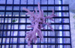 Kenya Tree Coral - Aquacultured, Size Small