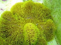 Green Carpet Anemone - South Asia, Size 4 - 7 inches