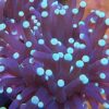 Torch Coral: Green Tips - Australia, Size Small