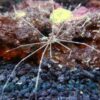 Arrow Crab - Pacific, Size  Small
