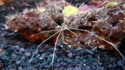 Arrow Crab - Pacific, Size  Small