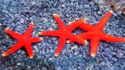 Red (Fromia) Starfish, Size < 2 inches