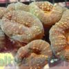 Lobophyllia Brain Coral: Colored, Size Medium