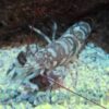 Pistol Shrimp: Tiger, Size 2 - 3 inches