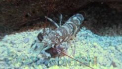Pistol Shrimp: Tiger, Size 2 - 3 inches