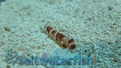 Pistol Shrimp: Randalli, Size  Small