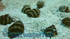 Bumble Bee Snail - South Pacific, Size Small