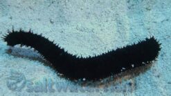 Black Cucumber -  Red Sea, Size Medium