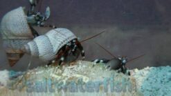 Zebra Hermit Crab - East Pacific, Size Small