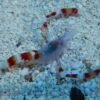 Blue Coral Banded Shrimp - Indo Pacific, Size Small