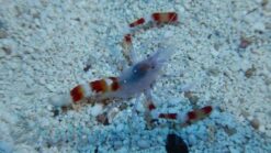 Blue Coral Banded Shrimp - Indo Pacific, Size Small
