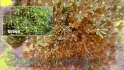 Clove (Daisy) Polyp: Green - Fiji, Size Medium