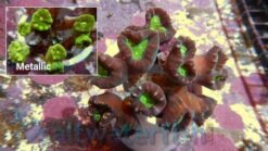 Trumpet Coral: Metallic Green - Aquacultured, Size Small