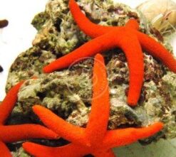 Red Linckia Starfish - Indo Pacific, Size Medium