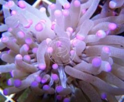 Plate Coral - Pink Tip Long Tentacle, Size Medium