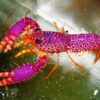 Purple Lobster - Indo Pacific, Size 2.25 - 3.5 inches