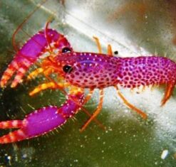 Purple Lobster - Indo Pacific, Size 2.25 - 3.5 inches