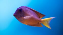 Short Tail Bristletooth Tang - 1.75 - 2.75" - Indo-Pacific