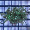 Torch Ultra 1.5 inches