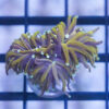 Torch Ultra 1.5 inches