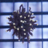 Torch Ultra 1.5 inches