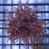Torch Ultra 1.5 inches