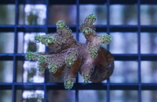 Birdnest, Neon Green 1.5 inches