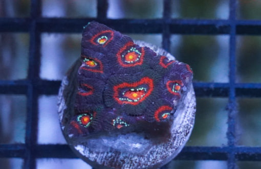 Micromussa 1.5 inches