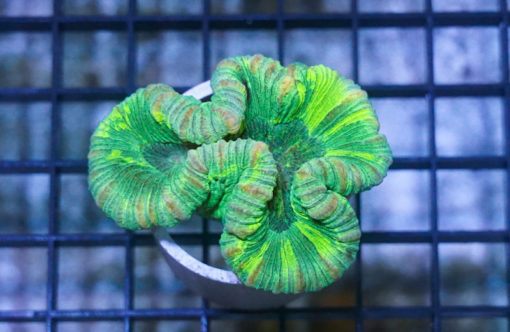 Brain Crater Ultra Color 1.5 inches