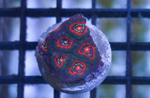 Micromussa 1.5 inches