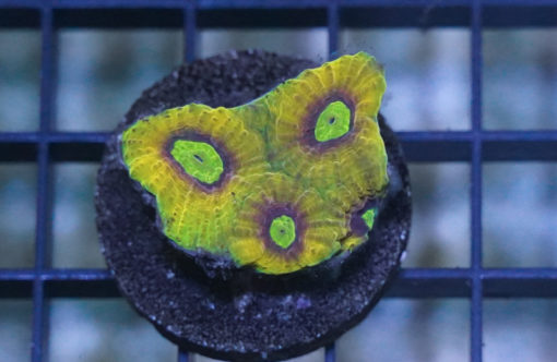 Brain Favia Ultra Color 1.5 inches