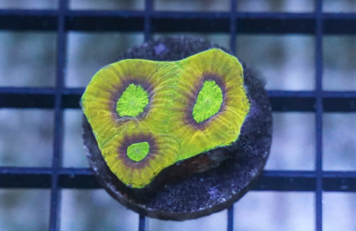 Brain Favia Ultra Color 1.5 inches