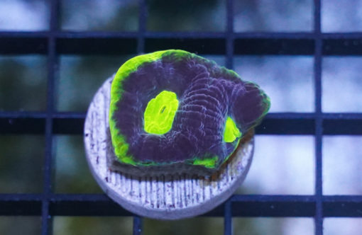 Brain Favia Ultra Color 1.5 inches