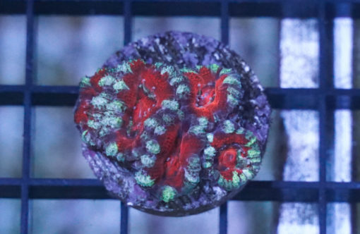 Acanthastrea Ultra Color 1.5 inches