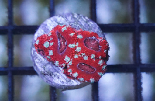 Acanthastrea Ultra Color 1.5 inches