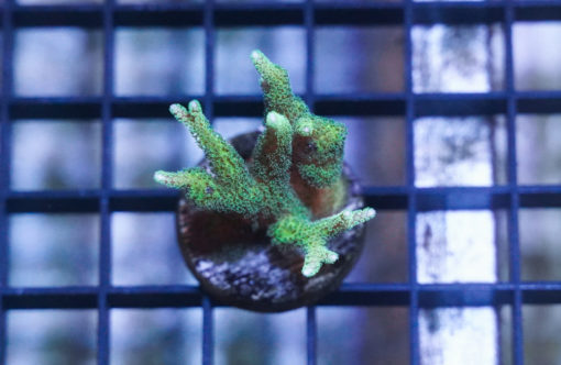 Birdnest, Neon Green 1.5 inches